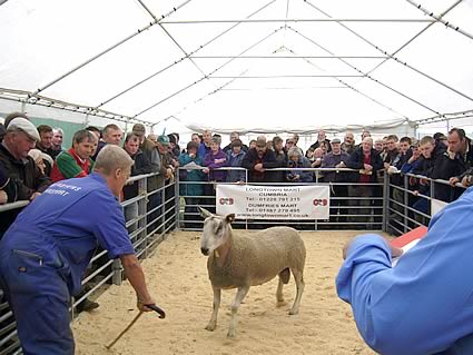 Kintyre Ram Sale